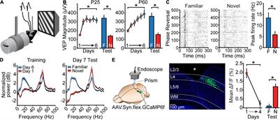 Stimulus-Selective Response Plasticity in Primary Visual Cortex: Progress and Puzzles